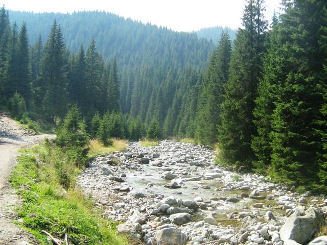 Râul Lotru cu albia de pietre, în amonte de Brezoi